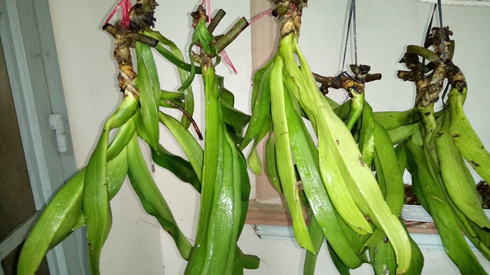 Quy trình xử lý lan bóc rừng trước khi trồng lại