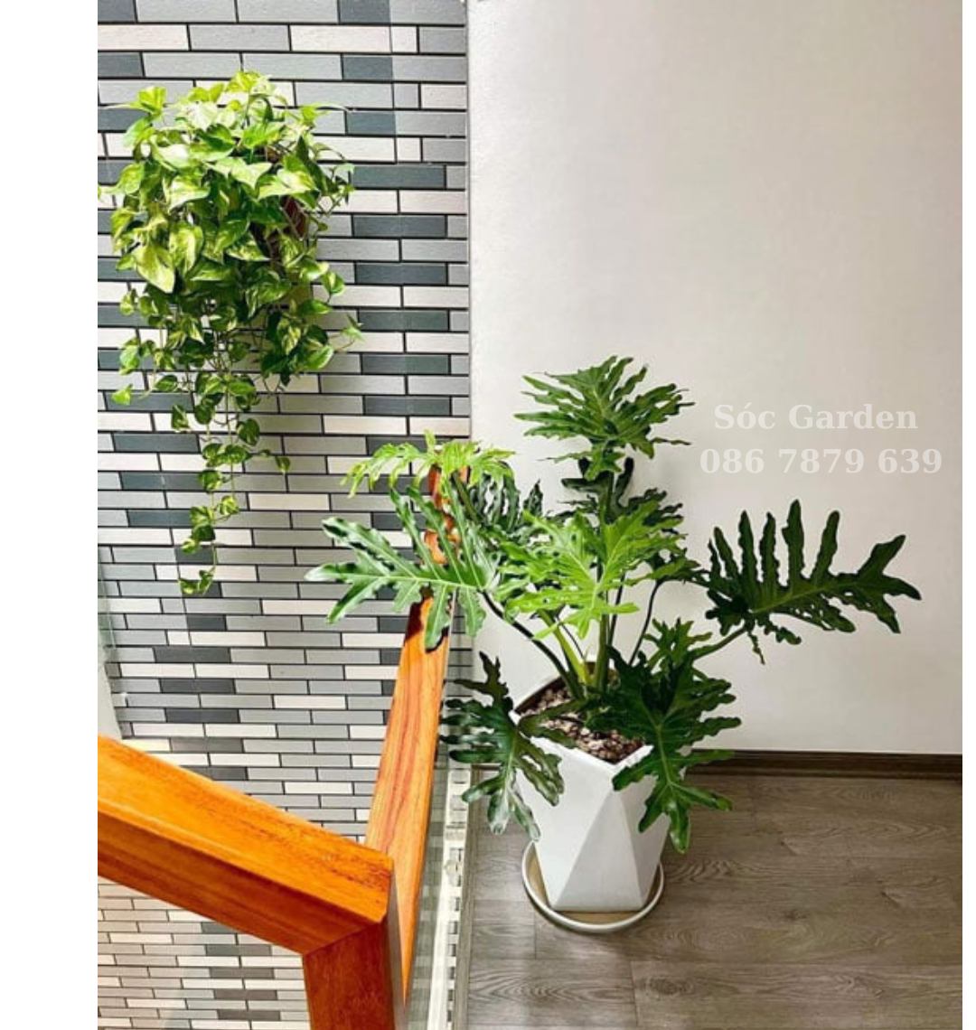 Cây Trầu Bà Thanh Xuân trang tri nhà phố