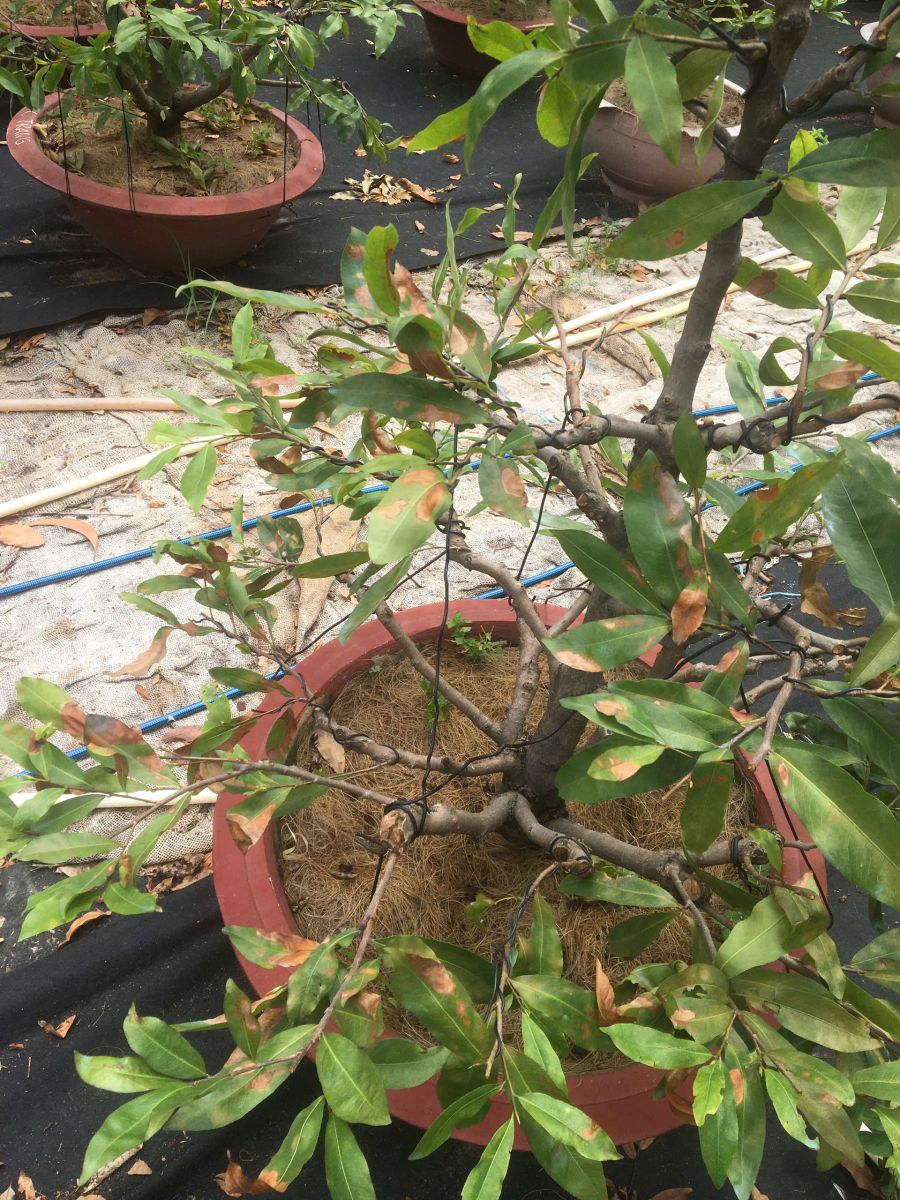 Nấm đốm lá rỉ sắt mai vàng