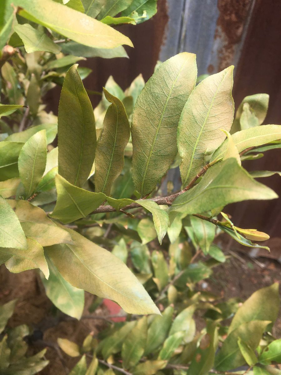 Nhện đỏ hút nhựa mai vàng