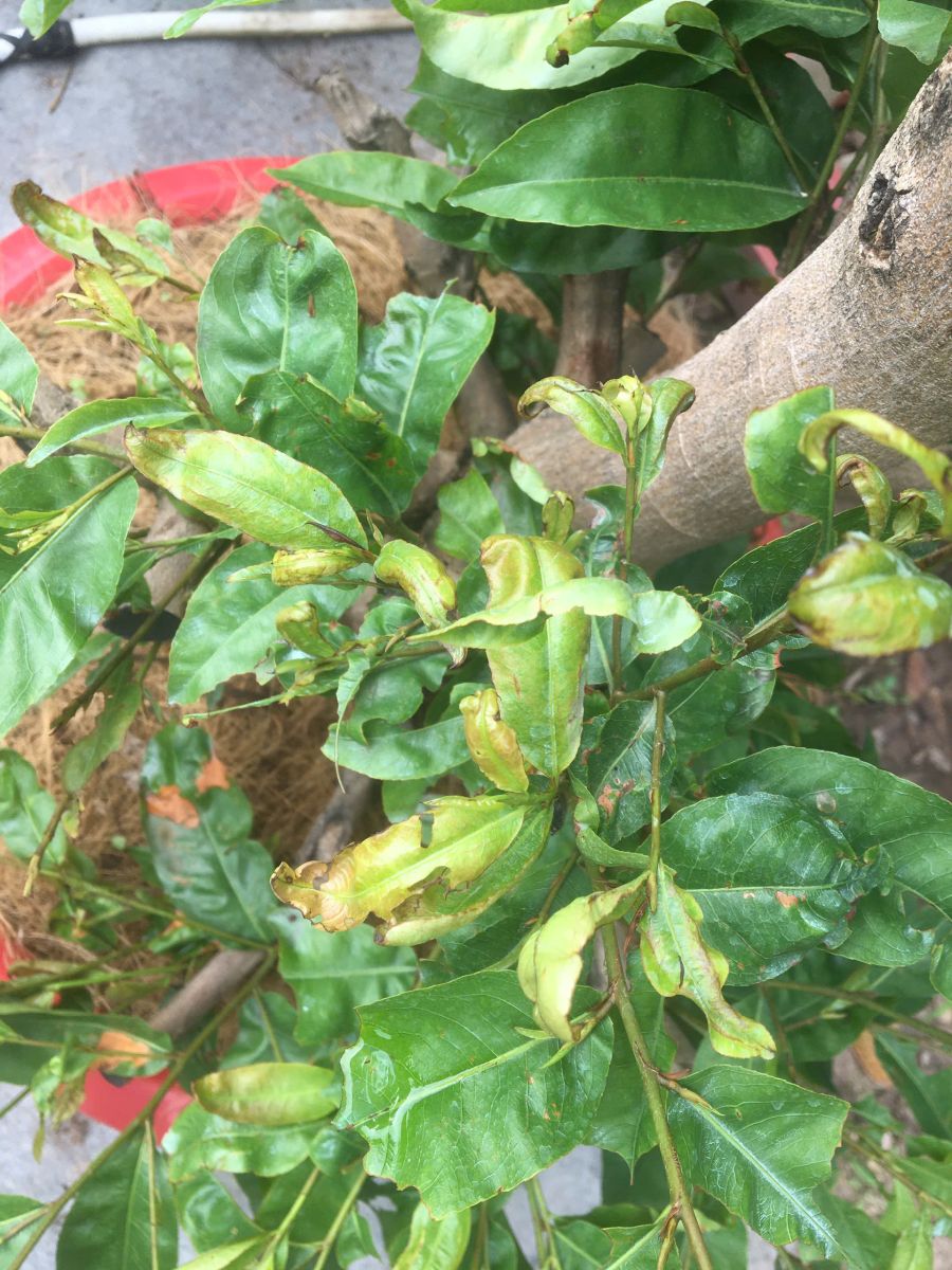 Bọ trĩ và sâu cắn phá cây mai vàng