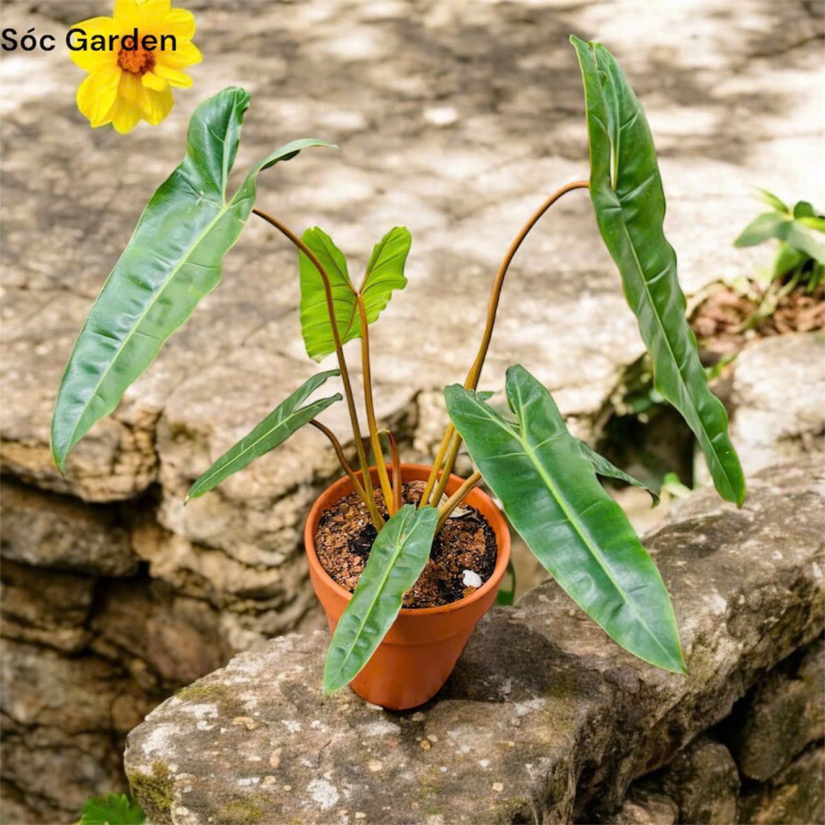 Cây Hạc Chân Cam Chậu đất nung