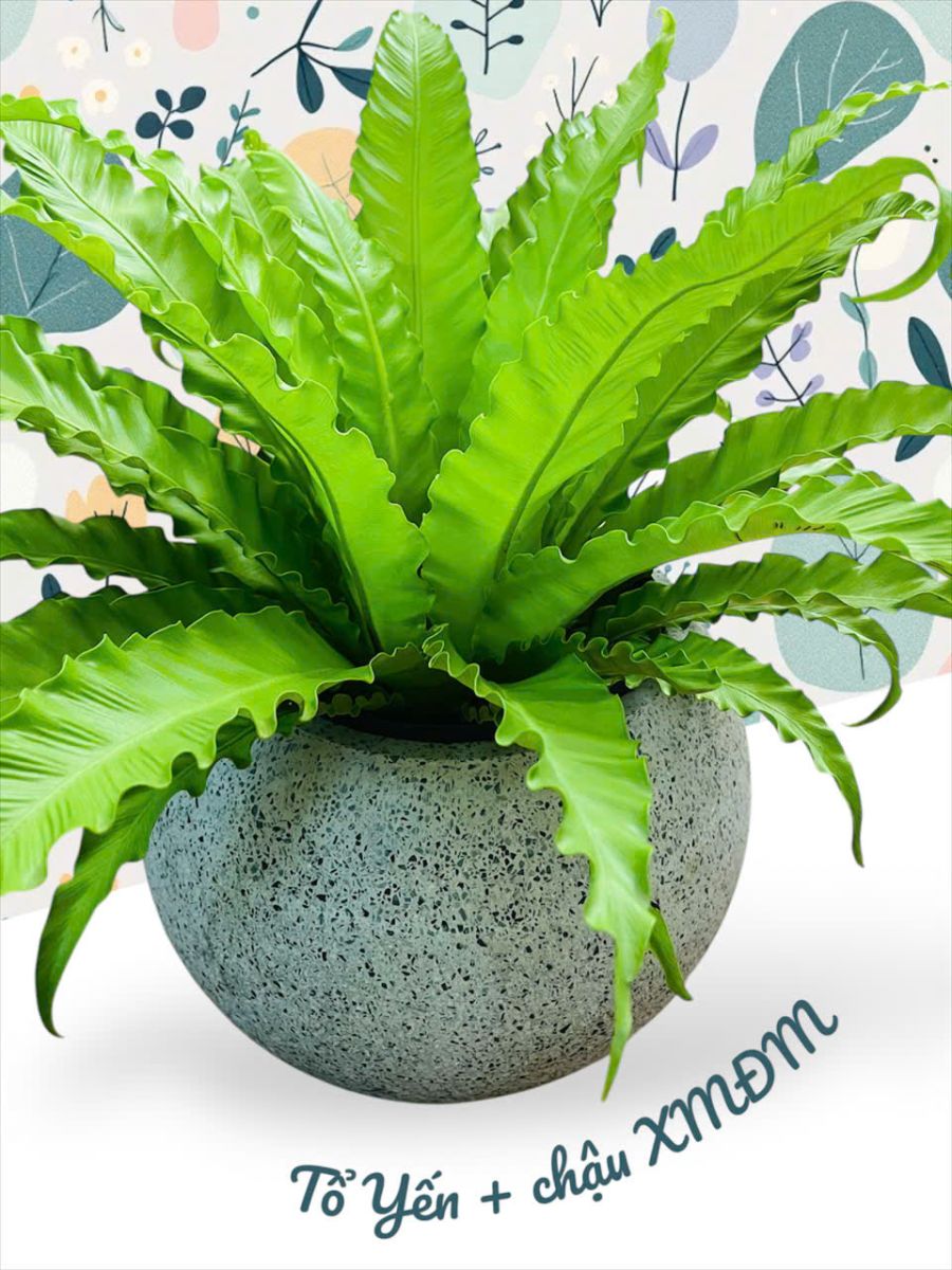 Cây Tổ Yến trồng trong chậu xi măng đá mài có độ bền cao của Sóc