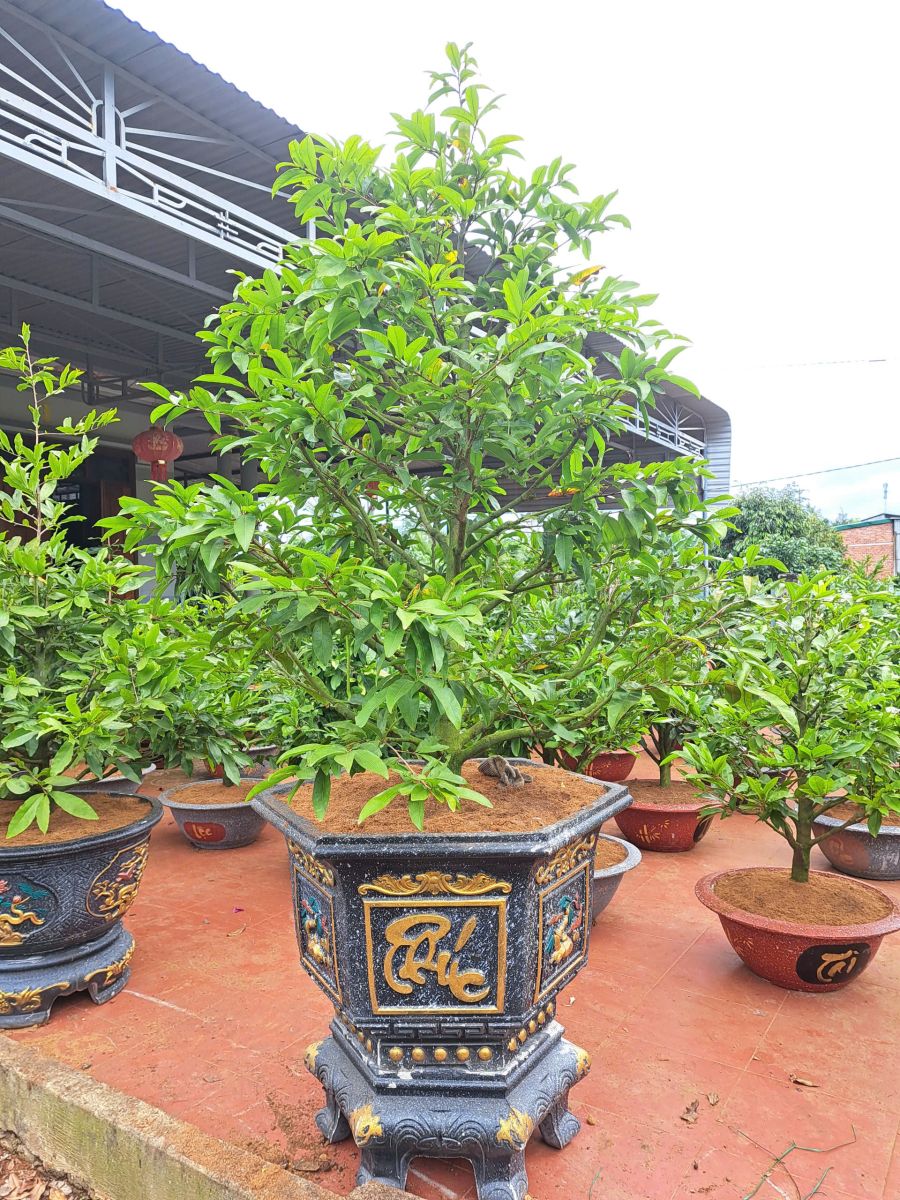 chăm sóc Mai Vàng trong mùa mưa