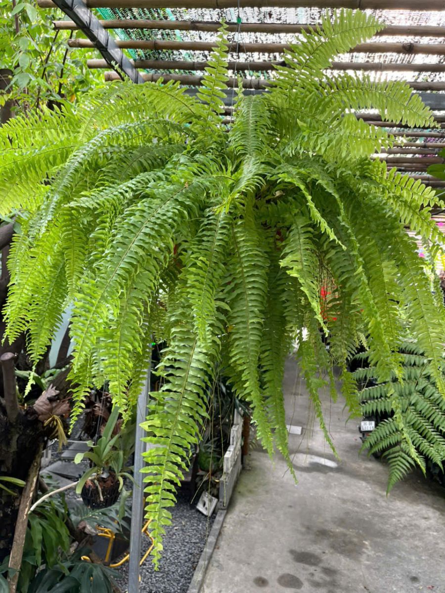 ​ Dương xỉ vàng Var size đại tại vườn của Sóc