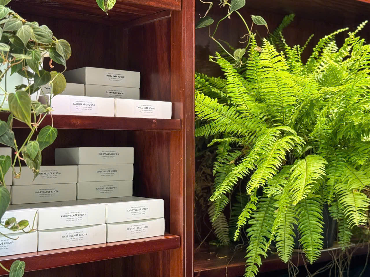 Dương xỉ vàng Var decor kệ sách