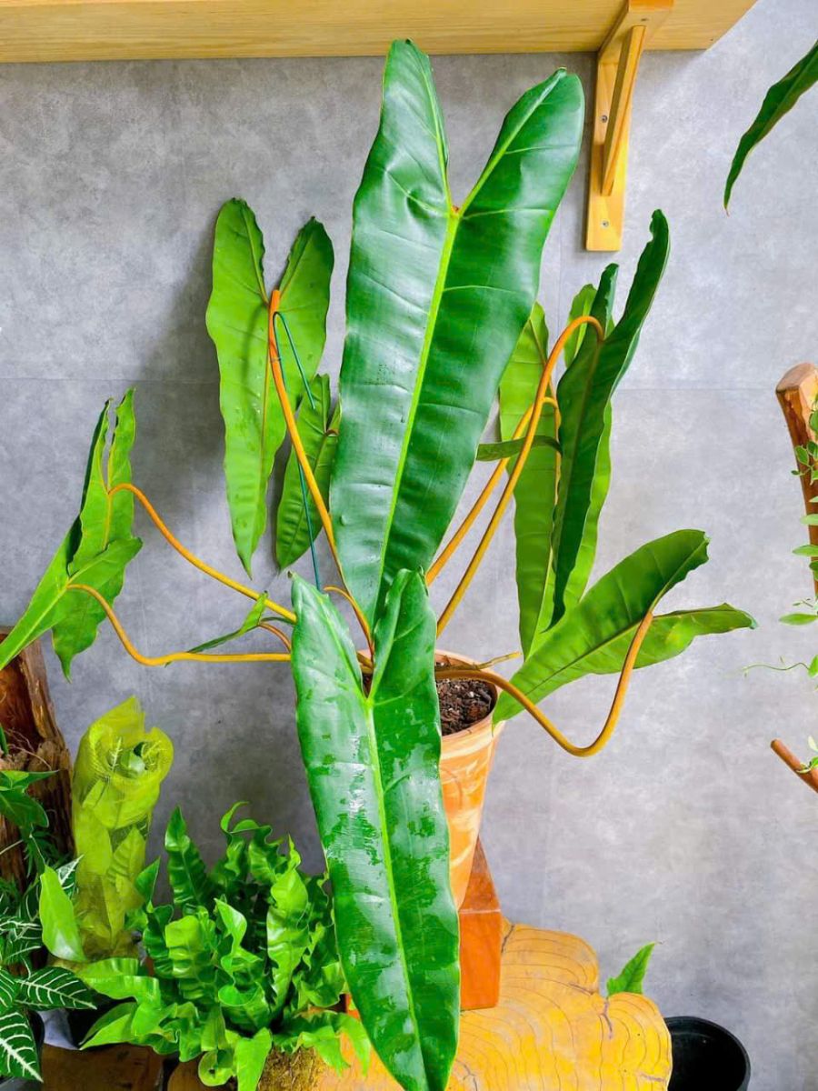 Cây Hạc Chân Cam – Lựa chọn phong thủy