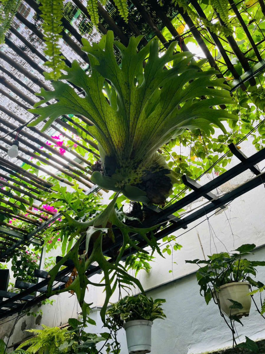 Ổ rông hotumin có chắn rất đẹp