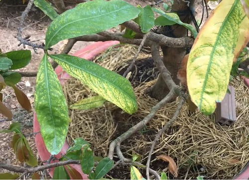 Mai Vàng bị tuyến trùng rễ