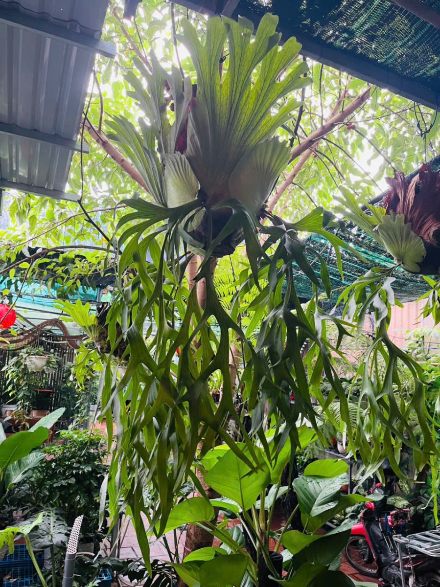 Ổ rồng treo đẹp cuốn hút