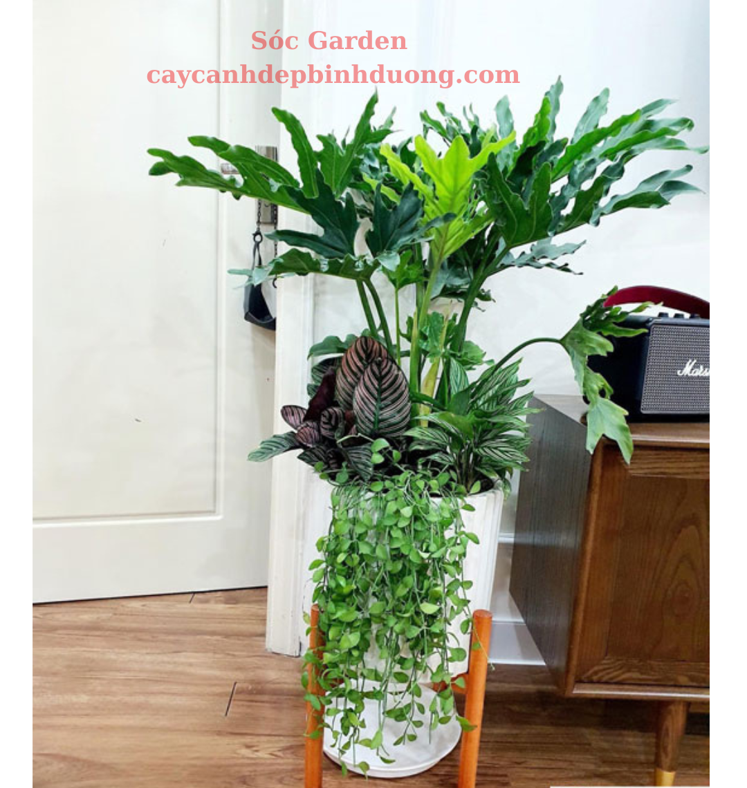 Cây Trầu Bà Thanh Xuân mix rẻ đẹp