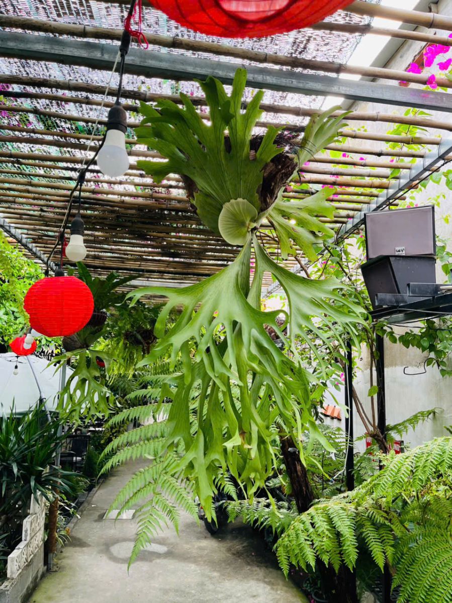 Cây Hotumin ở Sóc Garden