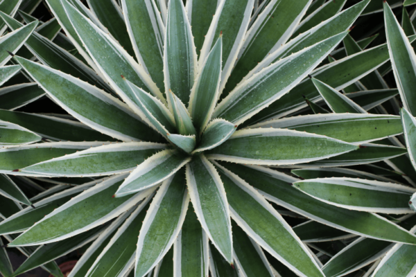 Cây Dứa Vạn Phát - phát tài, phát triển, phát đạt