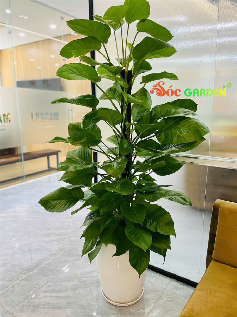 Cây Trầu Bà cũng có khả năng thanh lọc không khí tốt và dễ chăm sóc, thích hợp với môi trường văn phòng