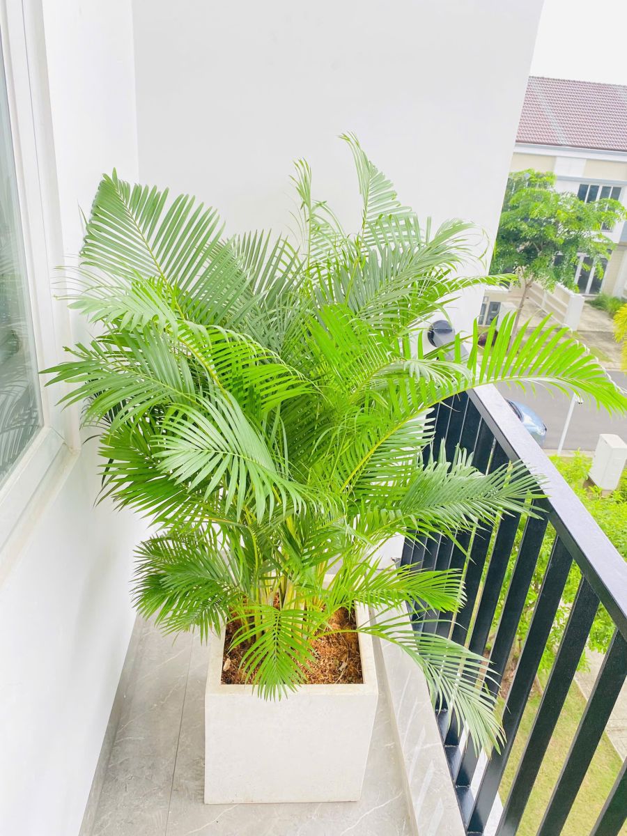 Cây Cau Vàng trồng ban công