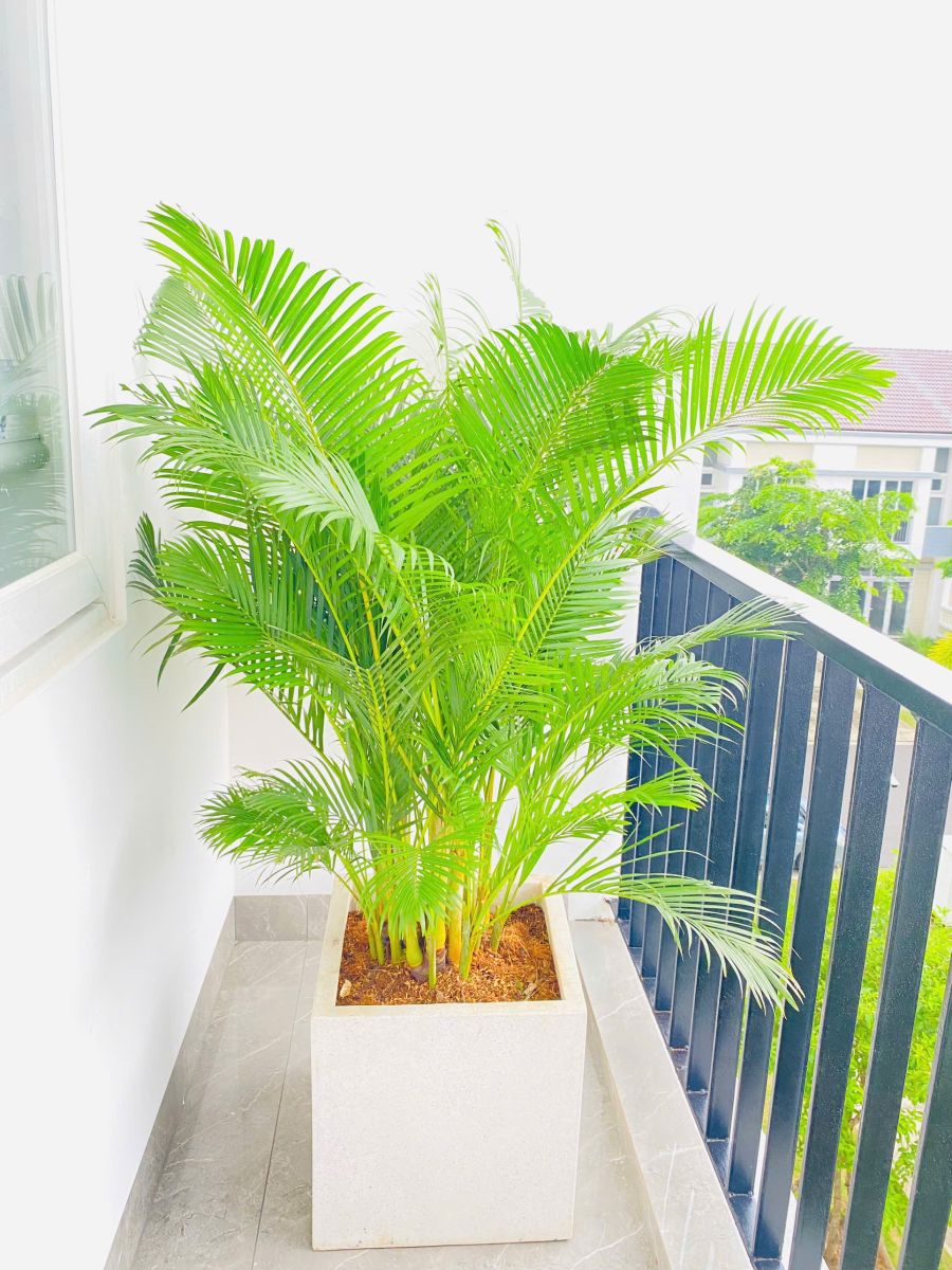 Cây Cau Vàng (Cau Nhật)