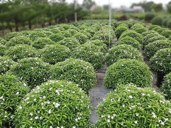 Cây Mai Vạn Phúc Dễ Trồng Cho Hoa Quanh Năm