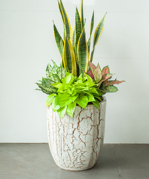 Cây Lưỡi Hổ đẹp giá re