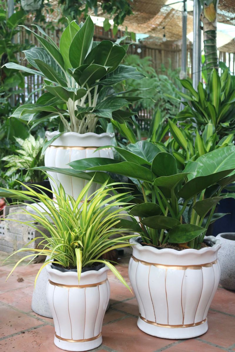 Cây Bạch Mã mix bộ ba đẹp