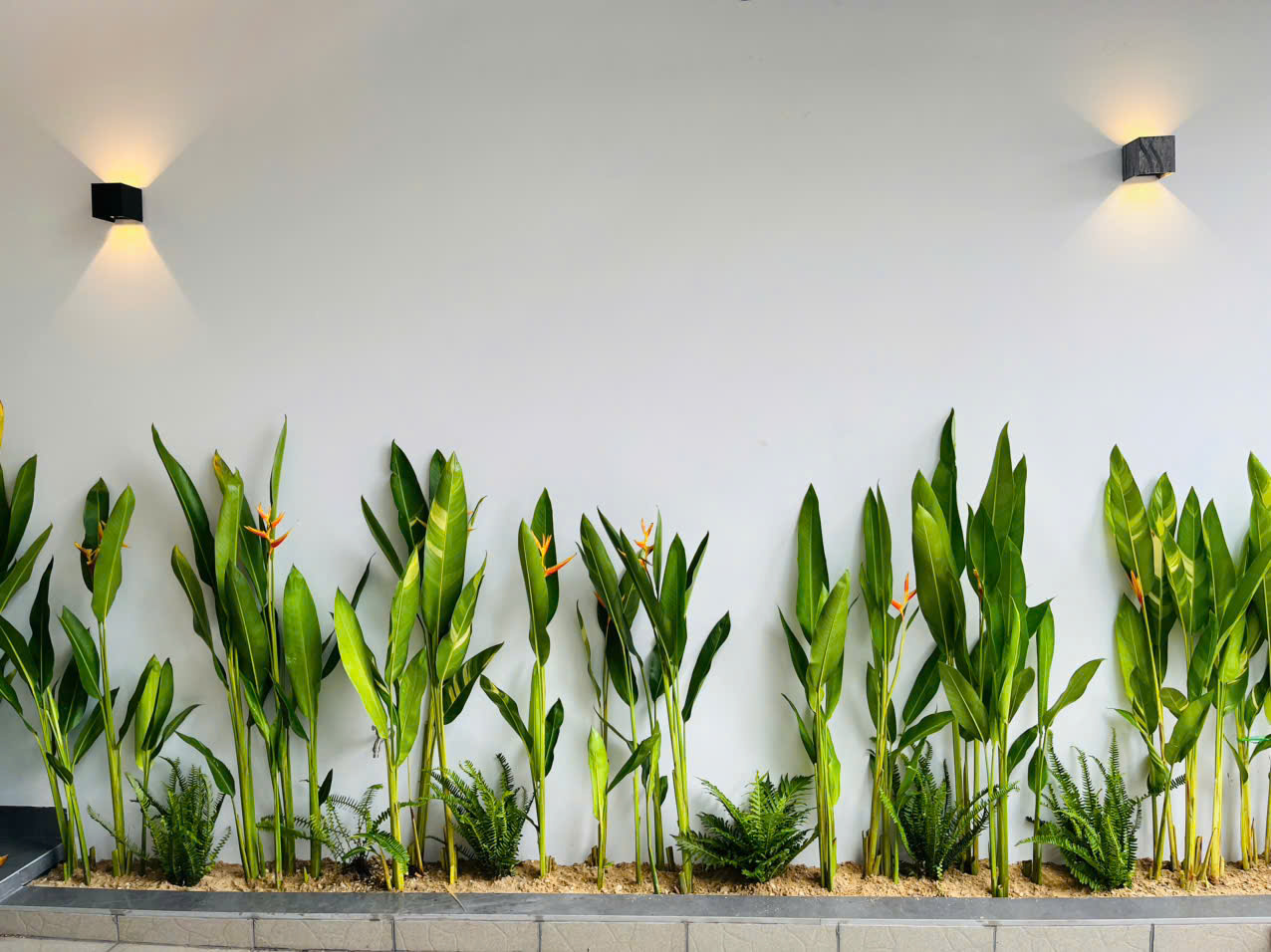 Cây Chuối Mỏ két Thái đẹp của Sóc Garden