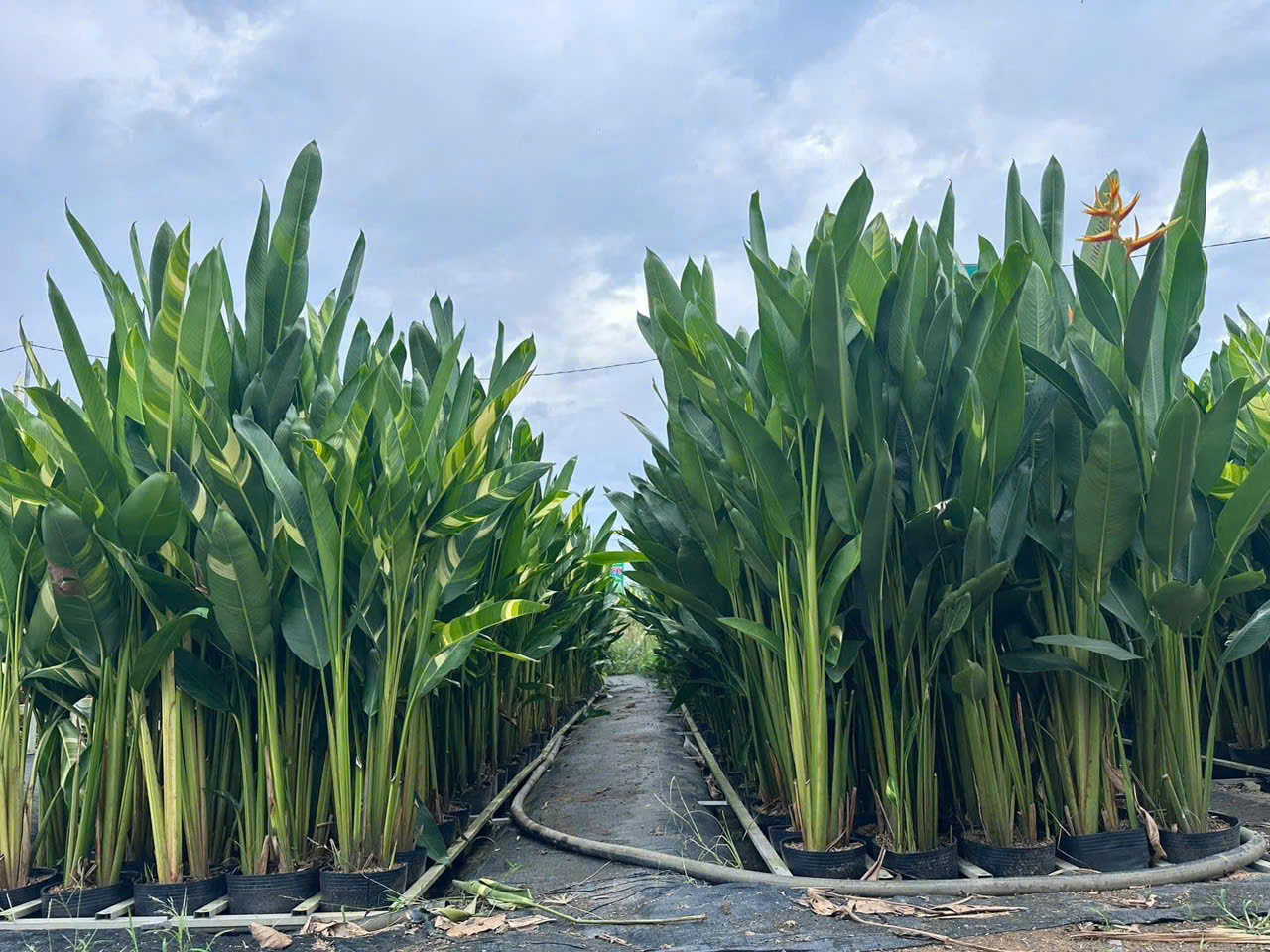 Cây Chuối Mỏ Két Thái- biểu tượng của sự may mắn và thịnh vượng