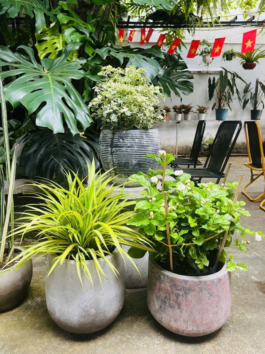 Cây Đinh Lăng Cẩm Thạch đẹp cưa Sóc Garden