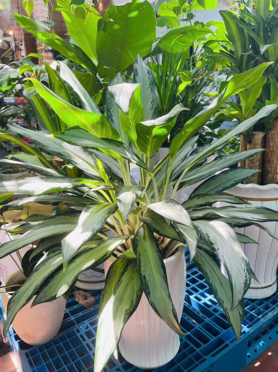 Cây Giữ Tiền đẹp