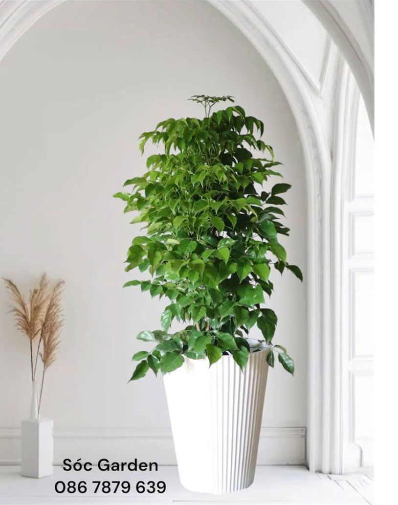 cây Hạnh Phúc may mắn