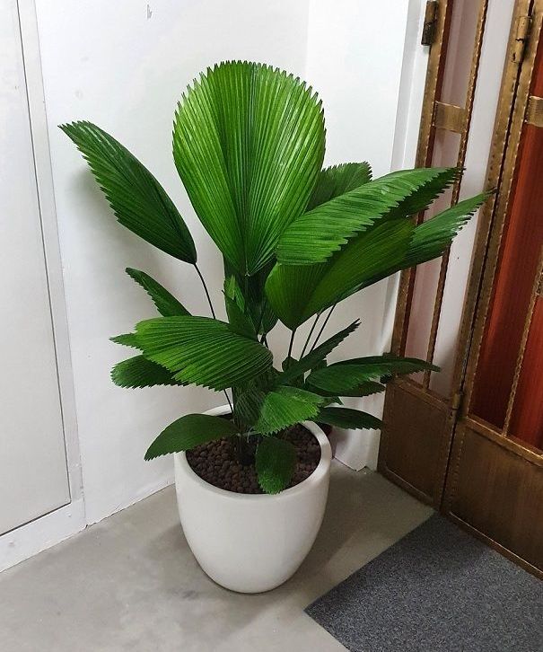 Vị trí lý tưởng để đặt cây Cọ Nhật