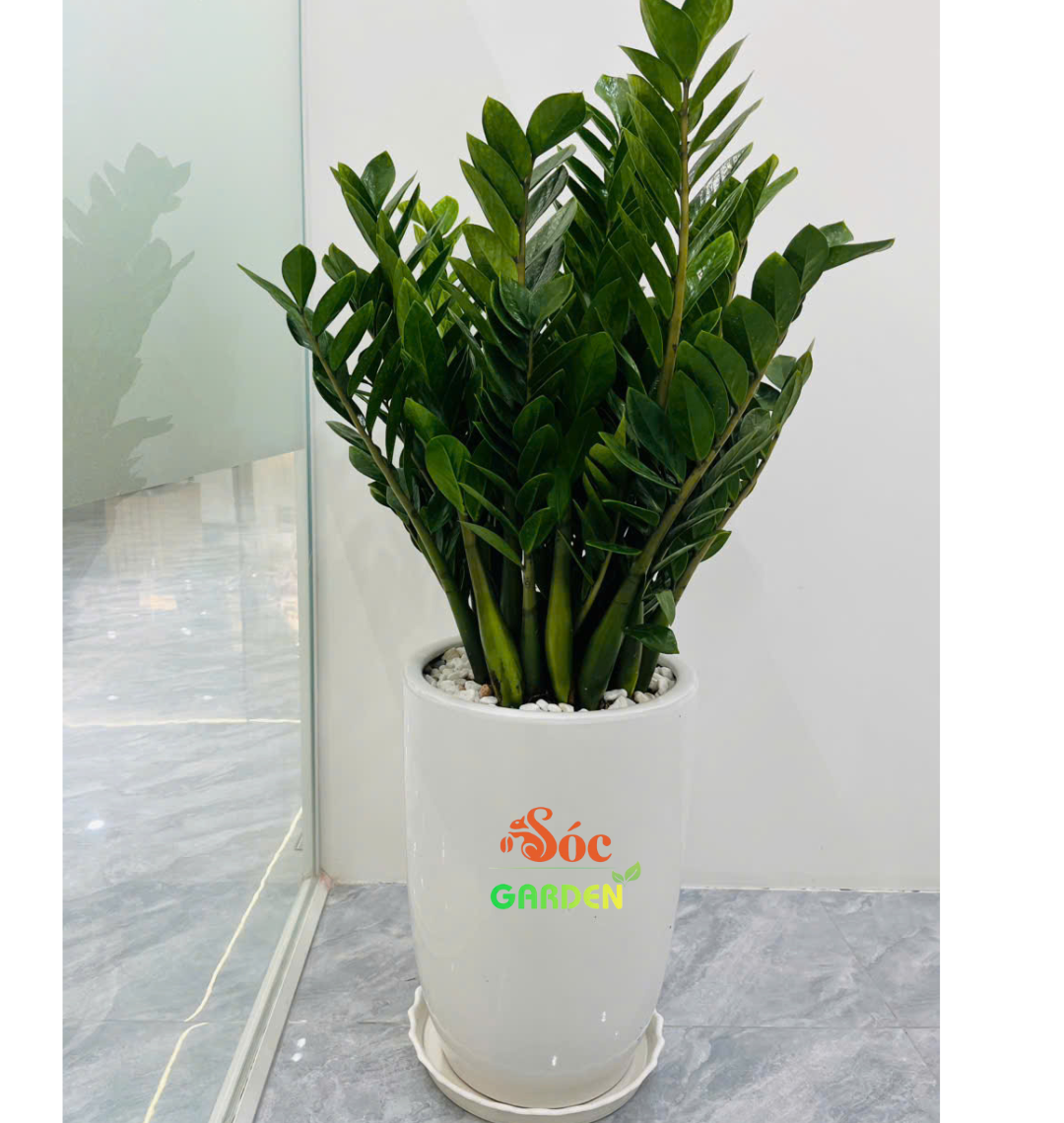 Cây Kim Tiền có lá xanh quanh năm, bóng bẩy