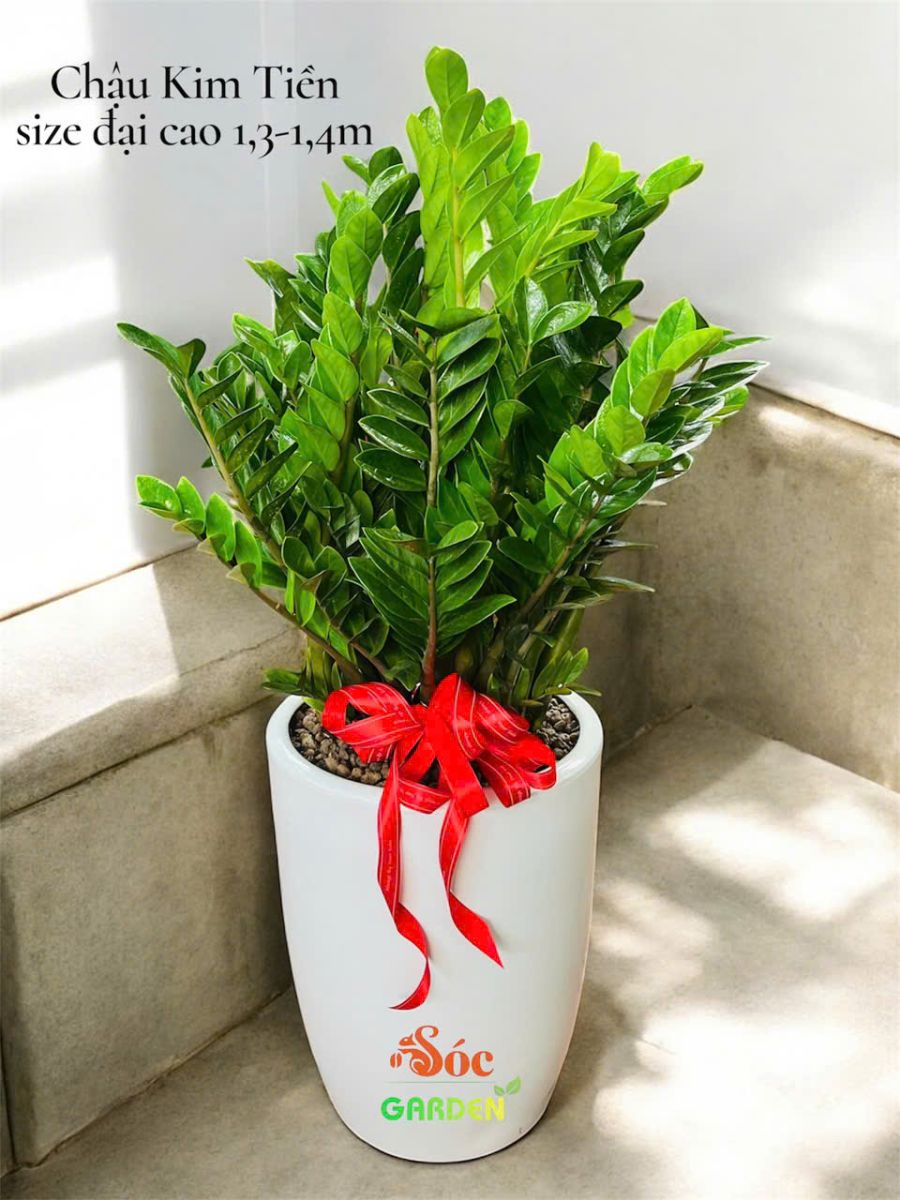 Cây Kim Tiền size đại đẹp làm quà khai trương