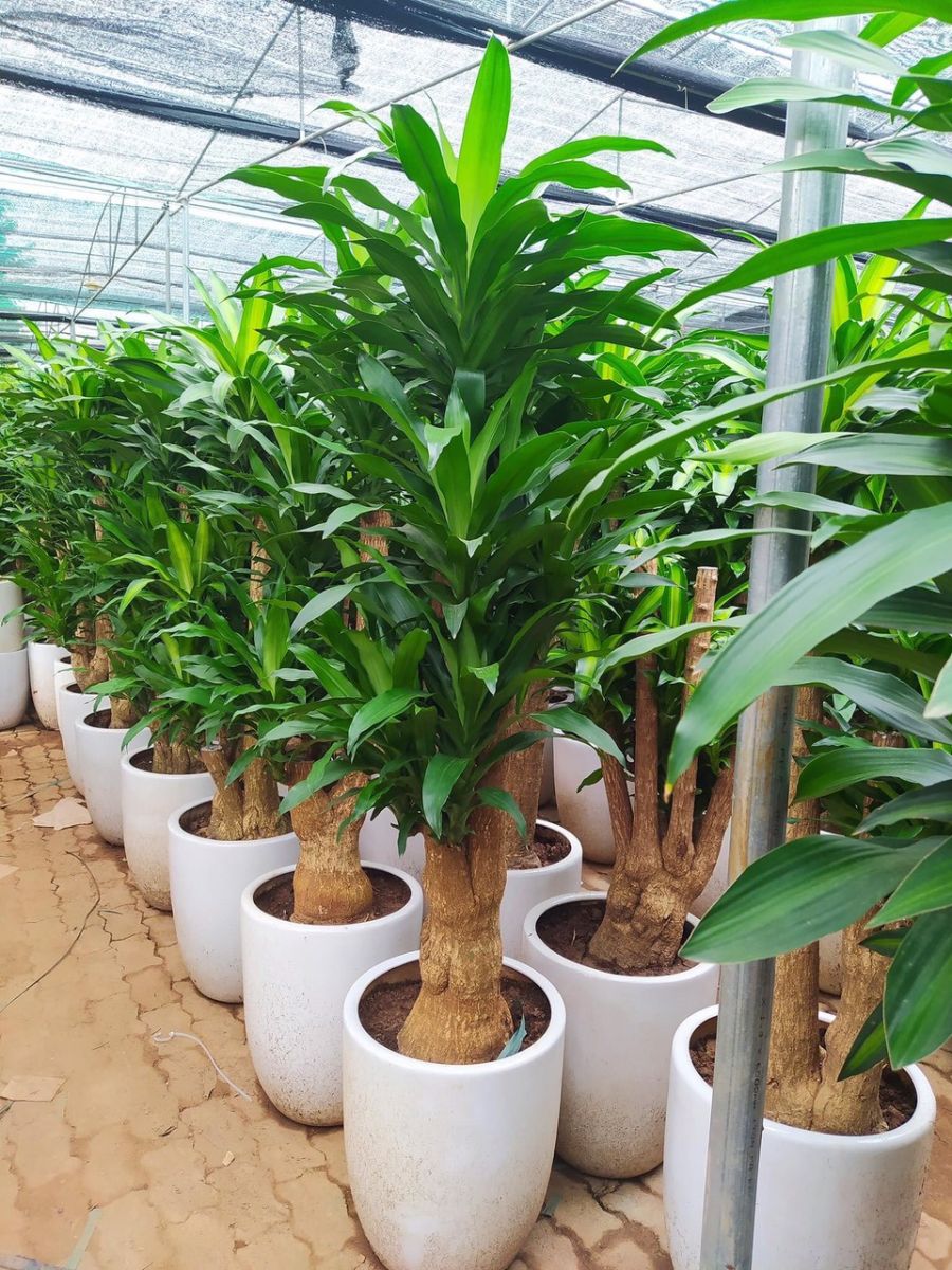 Cây Phát Tài Bộ