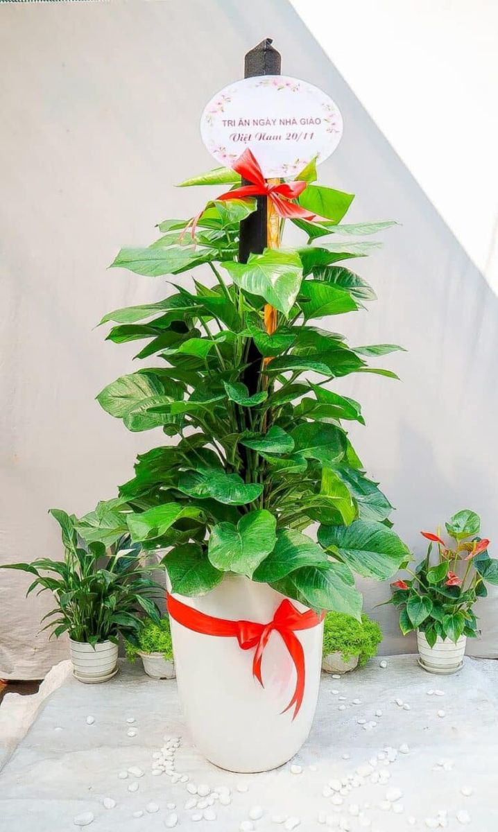 Trầu Bà Cột ở phòng khách