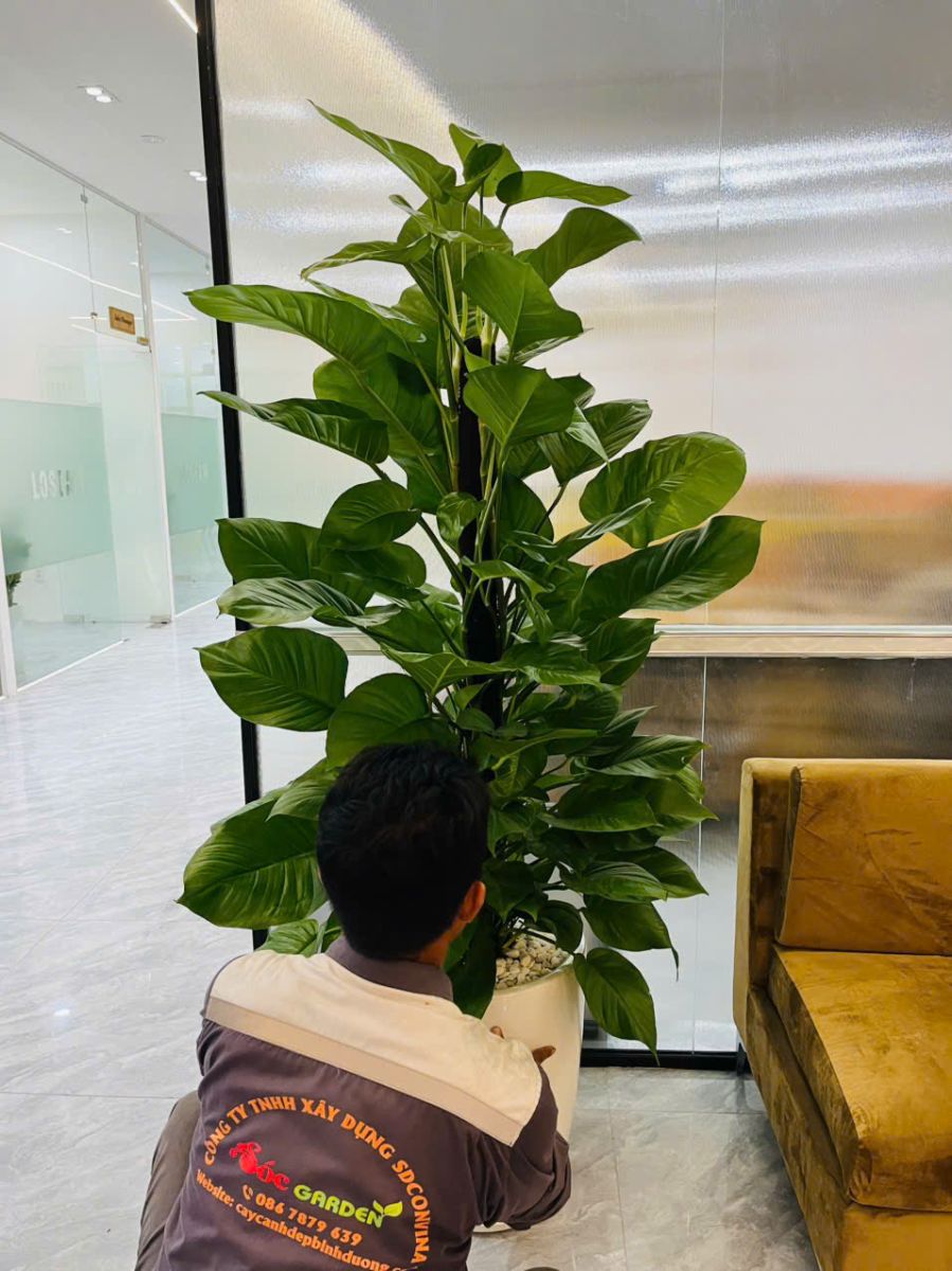 Cây Trầu Bà cột - Biểu tượng của sự may mắn và thịnh vượng