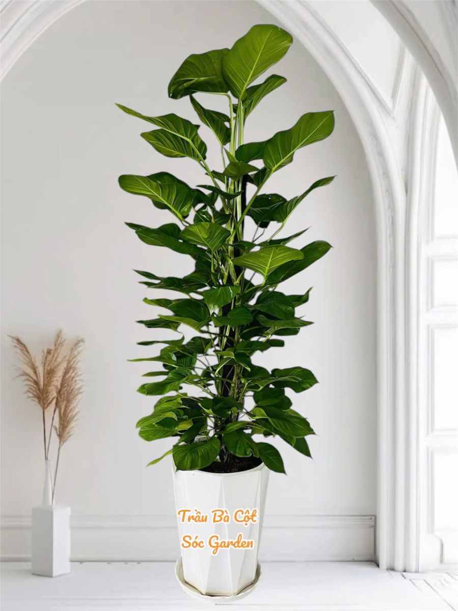 Cây trầu bà may mắn