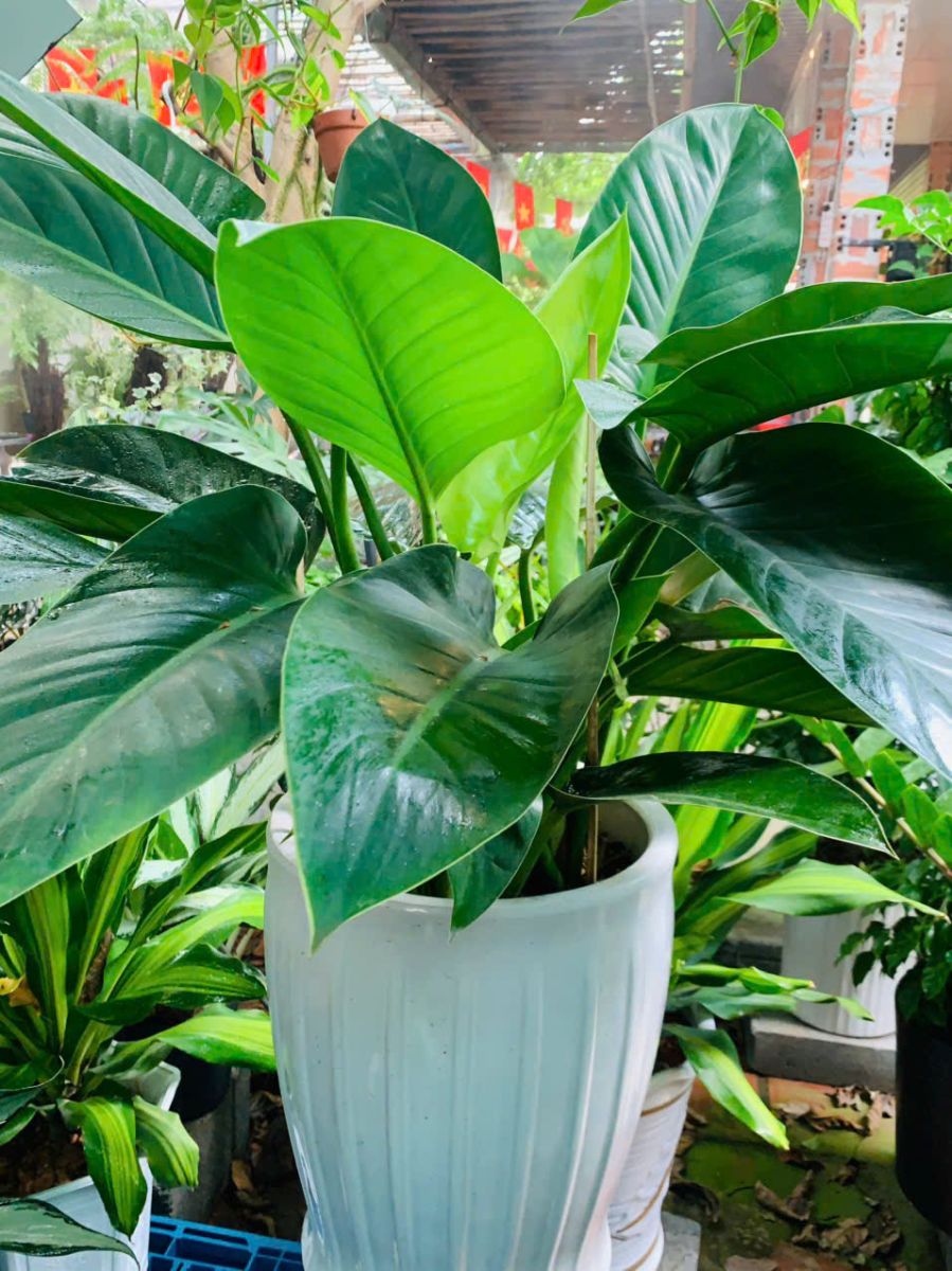 Trầu bà Đế Vương lá có nhiều màu sắc nổi bật