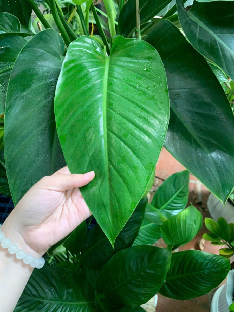 Trầu Bà Đế Vương xanh