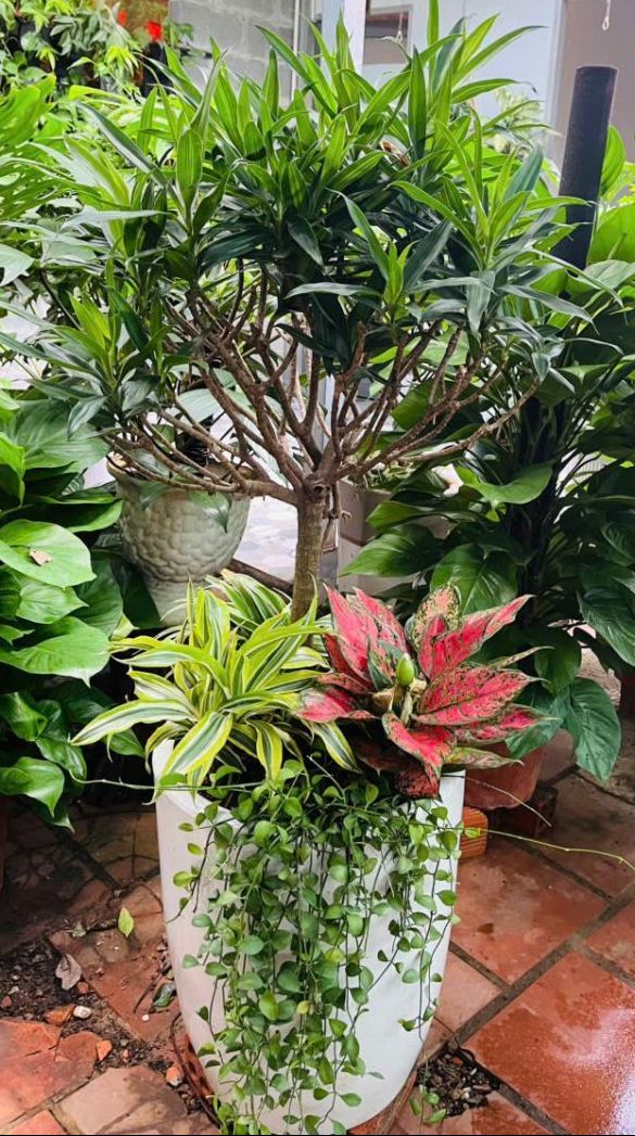 Cây Trúc Bách Hợp lá xanh quanh năm