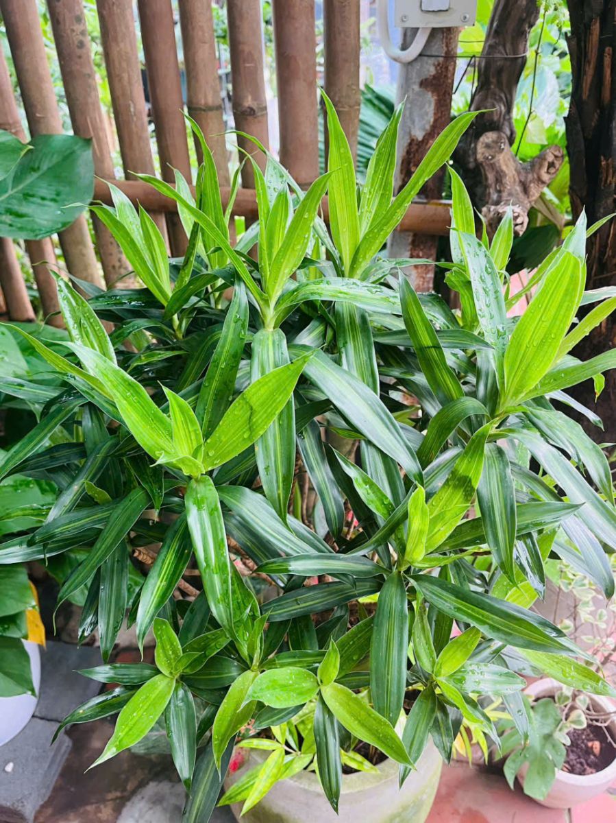 Lá Trúc Bách Hợp xanh mướt