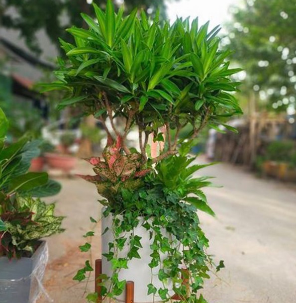 Cây Lưỡi hổ trồng Chậu XMĐM