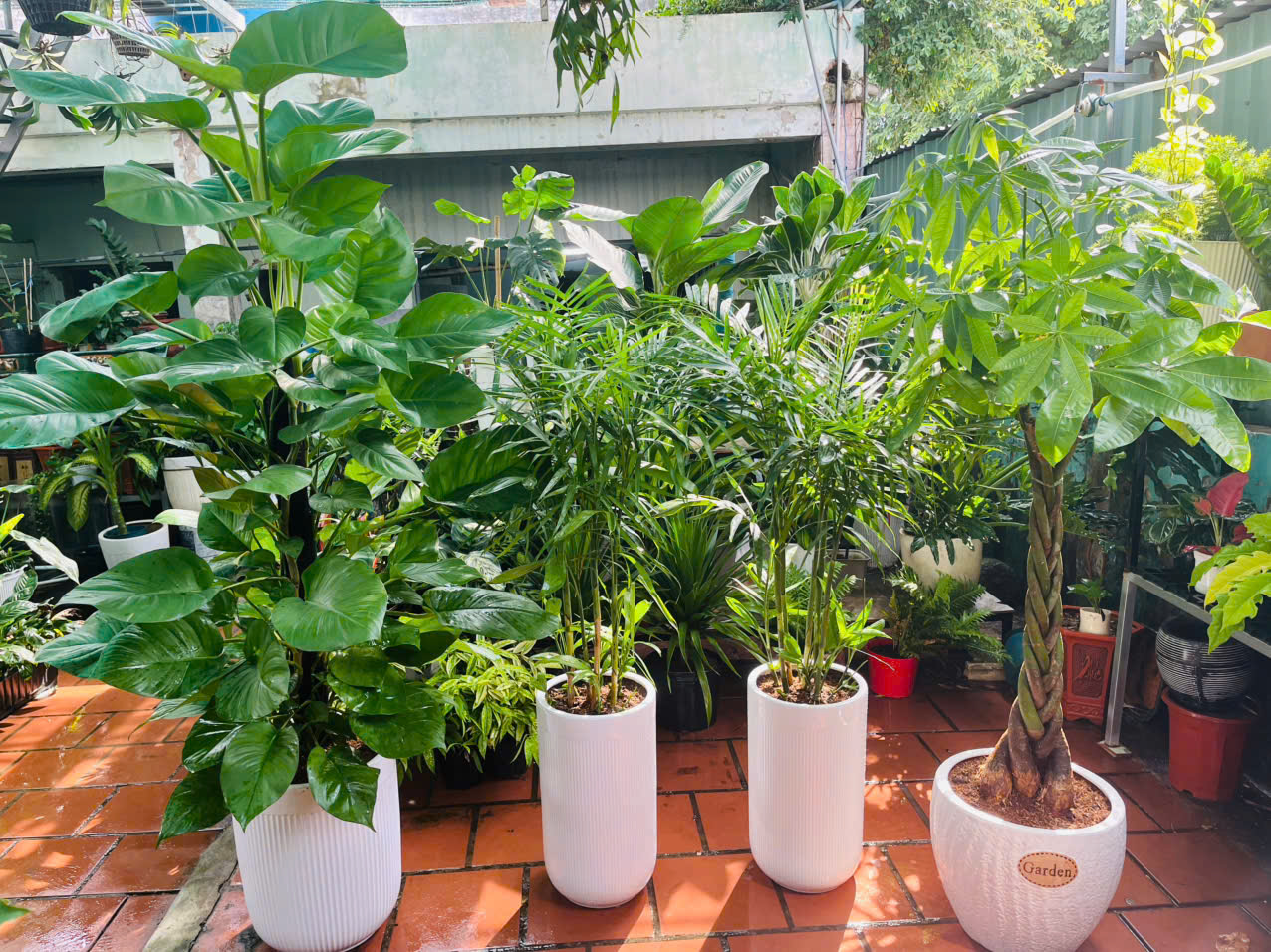 Cây Trầu Bà Cột tại Sóc Garden