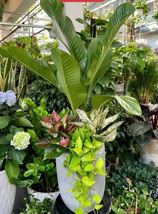 Cây Đại Phú Gia mix đẹp