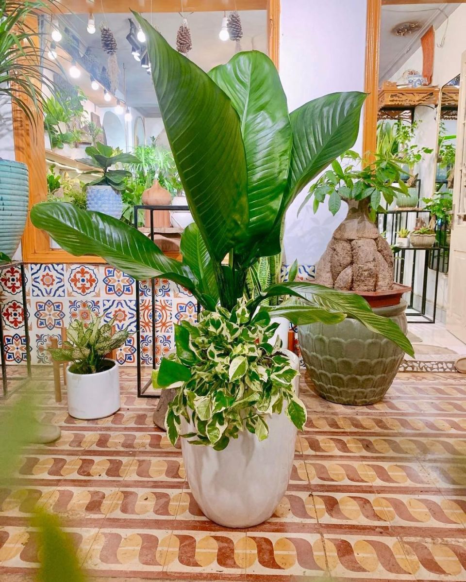 ​  Mẫu Cây Đại Phú Gia Đẹp