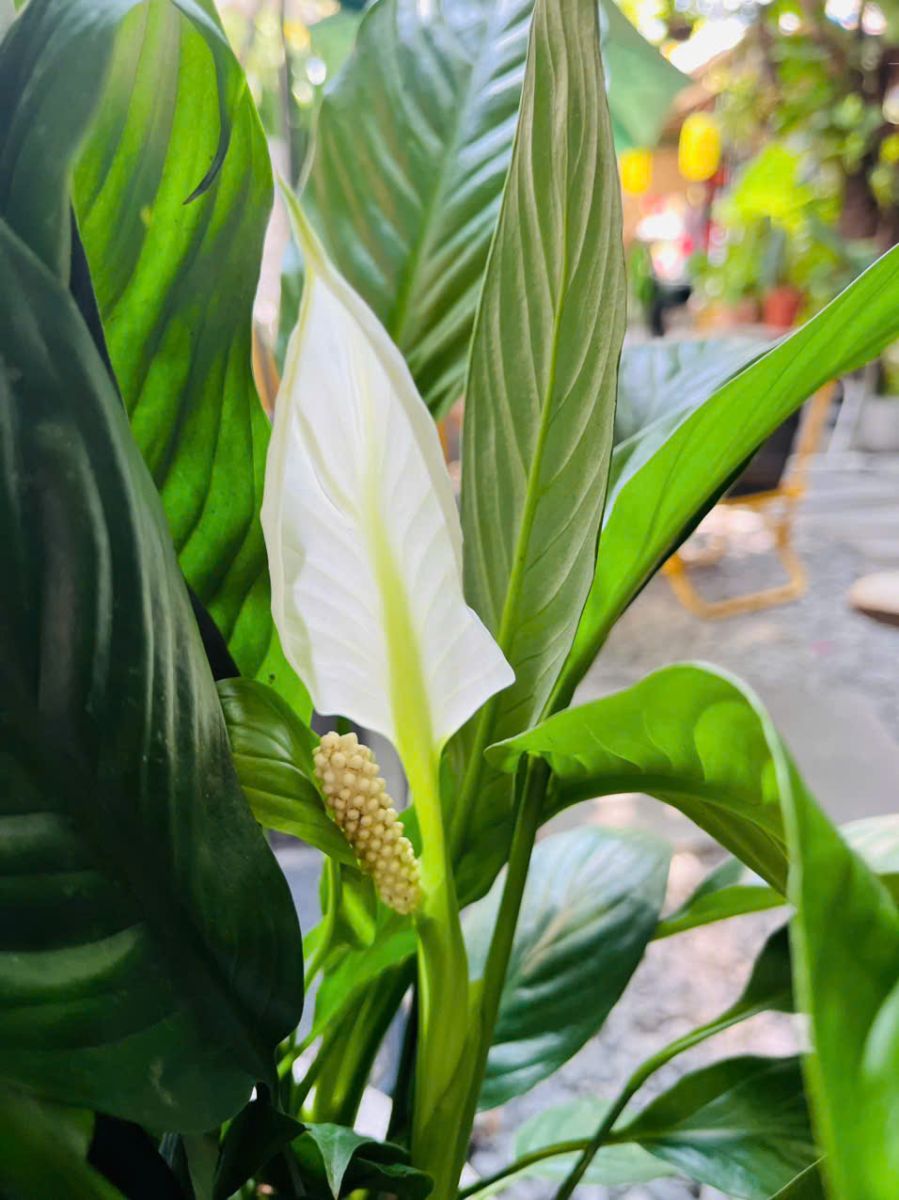 Lan ý hoa trắng đẹp bền