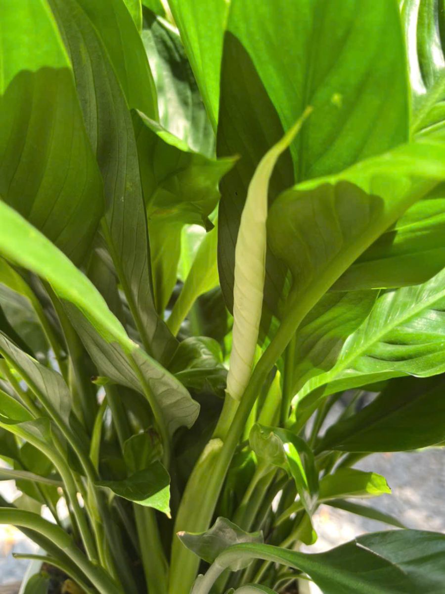 Cây Lan Ý mọc thành bụi