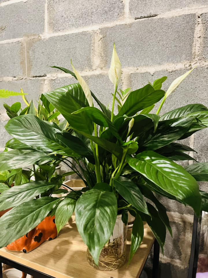 Lan Ý thuỷ sinh tự tưới