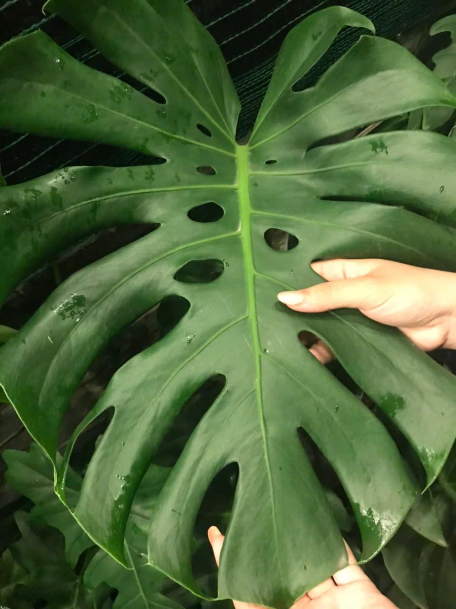 Lá to, bóng mượt và mang dáng vẻ kiêu sa