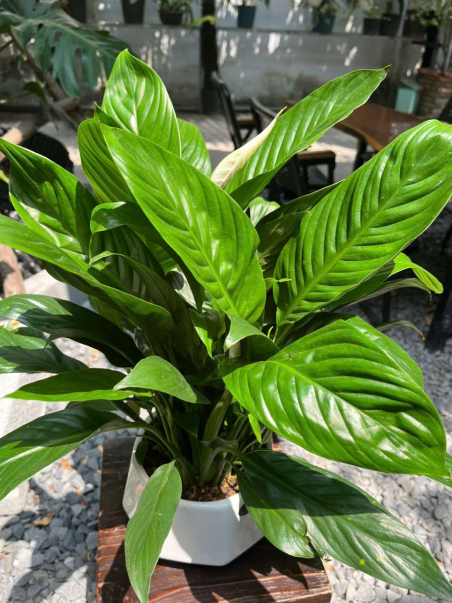 Cây Lan ý lá xanh quanh năm