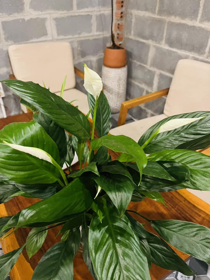 Cây Lan Ý để bàn