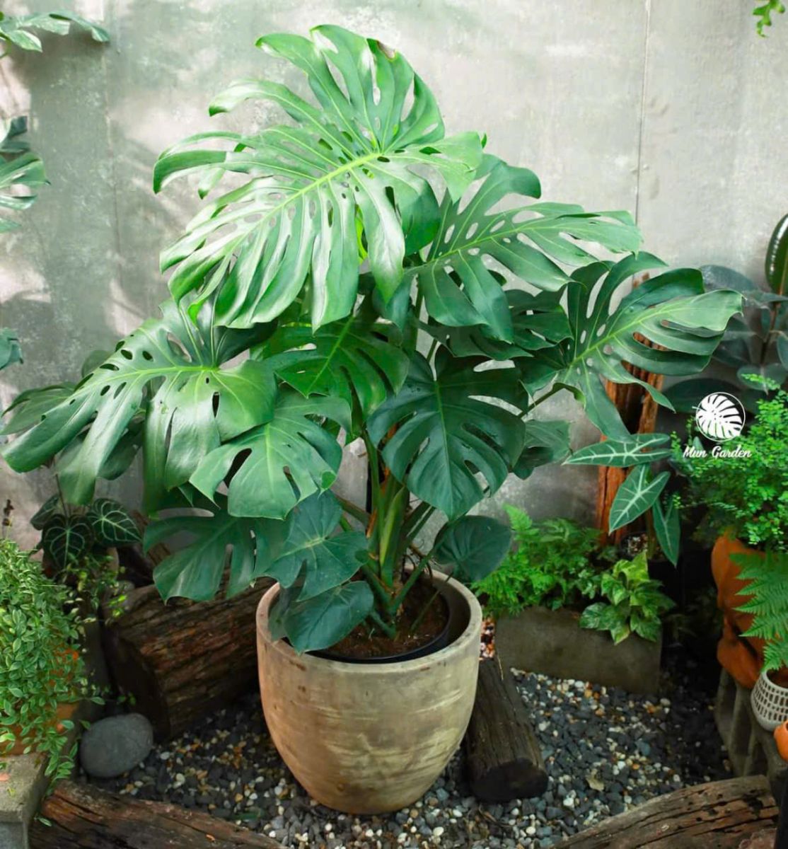 Trầu Bà Nam Mỹ Bình Dương